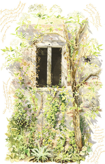 Swallows,Swifts and Elderflowers